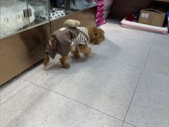 -FAELING PETS美天灵宠物(富力广场店)