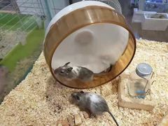 -酷以爬仙阁实体爬宠店·守宫·蜥蜴·专业繁育