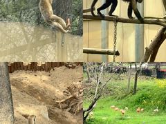 -合肥野生动物园