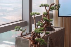 -松和日式美容整骨