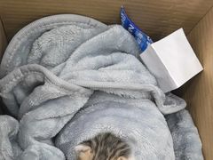 -安安宠医宠物医院·异宠·犬猫内科(岳阳分院)