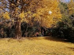 -上海共青森林公园