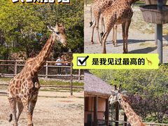 -青岛森林野生动物世界