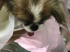 -北京观赏动物医院·24小时大型综合·猫专科·异宠专科