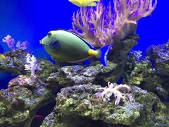 -御唐府海珊瑚主题餐厅