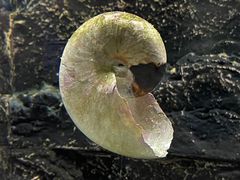 -正佳自然科学博物馆