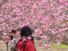 -天适樱花悠乐园