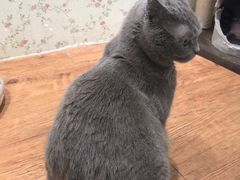 -猫小院猫主题餐厅(三里屯店)
