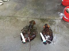 -蚝专家(北滘店)