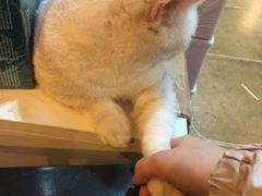 -李小姐の猫咖啡馆(五角场店)