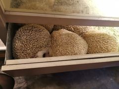 -more than meow吴止猫主题餐厅(承德 中船汇店)