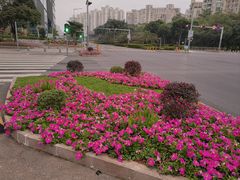 -深圳人才公园