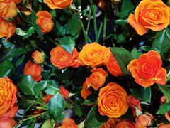 -植物学家的女儿(北马道巷店)