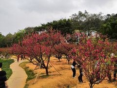 -南国桃园旅游度假区