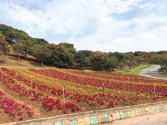 -松山湖梦幻百花洲