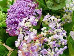 -双季花艺园艺市场(浦东店)