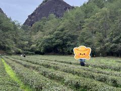 -武夷山风景名胜区-玉女峰