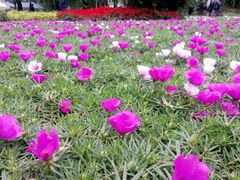 android_upload_pic-北戴河集发农业梦想王国
