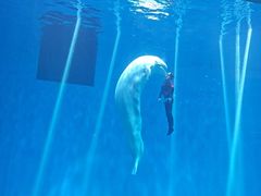 -芜湖新华联大白鲸海洋公园