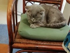 -猫色咖啡·猫咖
