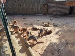 -深圳野生动物园