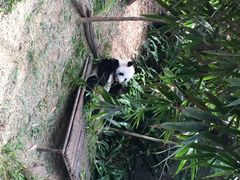 大熊猫-河川生态园