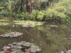 -中国科学院西双版纳热带植物园