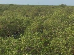 -北海金海湾红树林生态旅游区