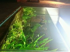 android_upload_pic-百好乐宠物友好餐厅(朝外大街店)