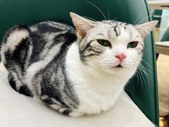 -安格丽娜·狗咖·猫咖羊驼咖(春熙路百盛商场店)