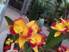 -北京植物园-展览温室