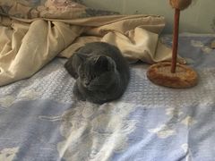 -猫大福·Fortune Cat猫舍(百子湾店)