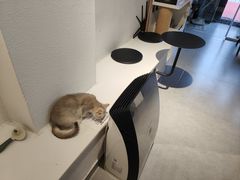 -琪喵猫屋·撸猫猫咖·猫舍