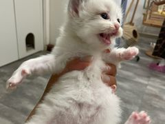 -楼上猫咖(罗湖店)
