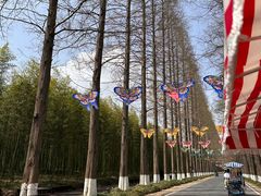 -黄海国家森林公园