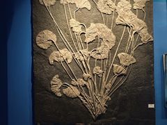 -呼和浩特博物馆