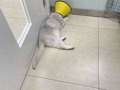 -宠福鑫康馨动物医院·骨科·眼科