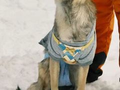 -关爱宠物医院·猫科中心·消化科(滨湖万达分院)