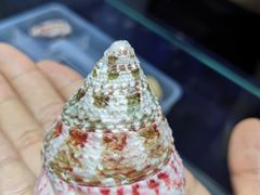 -贝壳王国博物馆