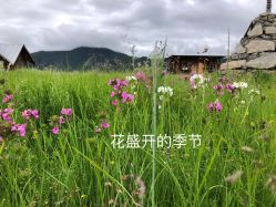 -纳帕海依拉草原
