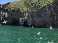 -长岛万鸟岛