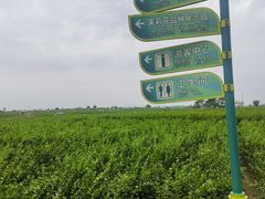 -中华茉莉园
