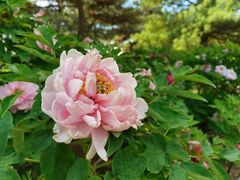 -国家植物园南园