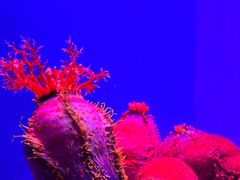 -上海海洋水族馆