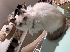 -怪兽屋·羊驼·猫咖·狗咖(俊华广场店)