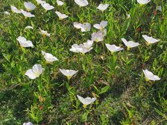-西京湾花海