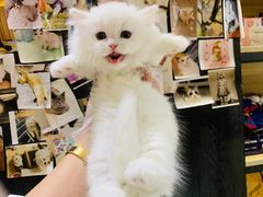 -欣宠猫屋·矮脚拿破仑·蓝金金渐层