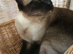 -猫友咖啡店(玉林西路店)