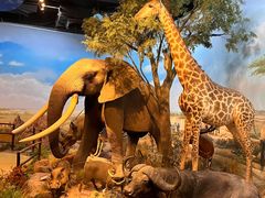 -陕西自然博物馆