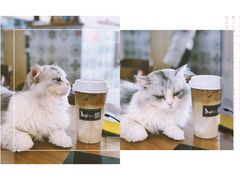 -猫小主咖啡·猫咖cat cafe(福田店)